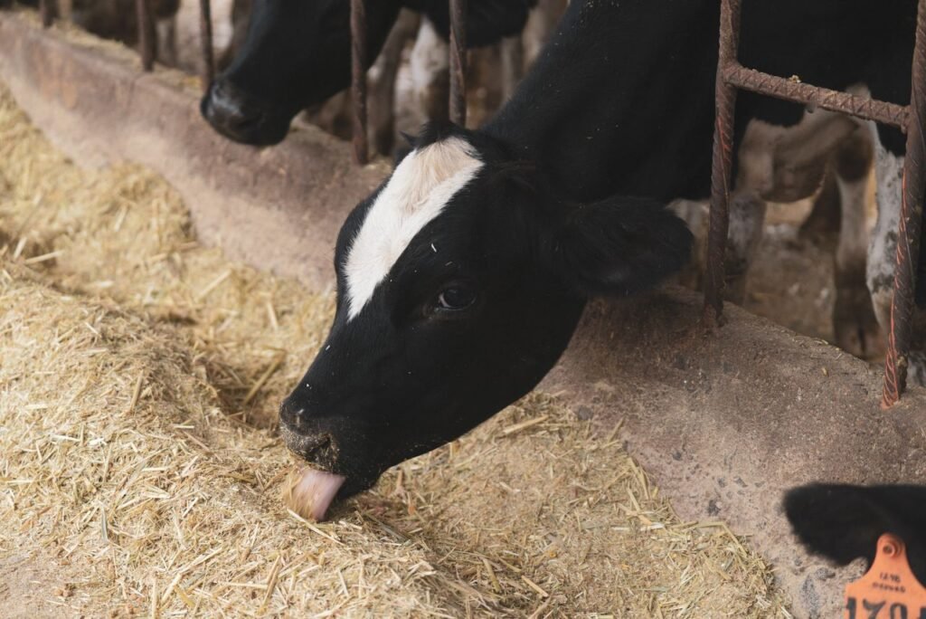 Close-up of a Holstein cow eating hay in a farm stable setting.
