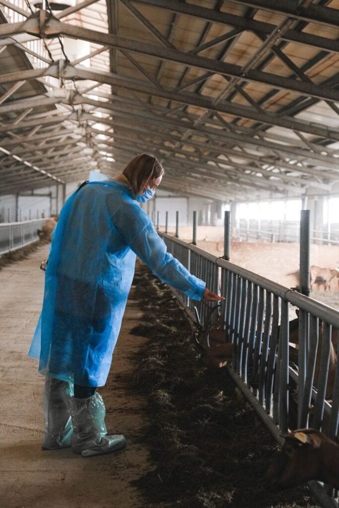 Person in protective gear feeding goats inside a spacious barn, showcasing modern livestock farming.