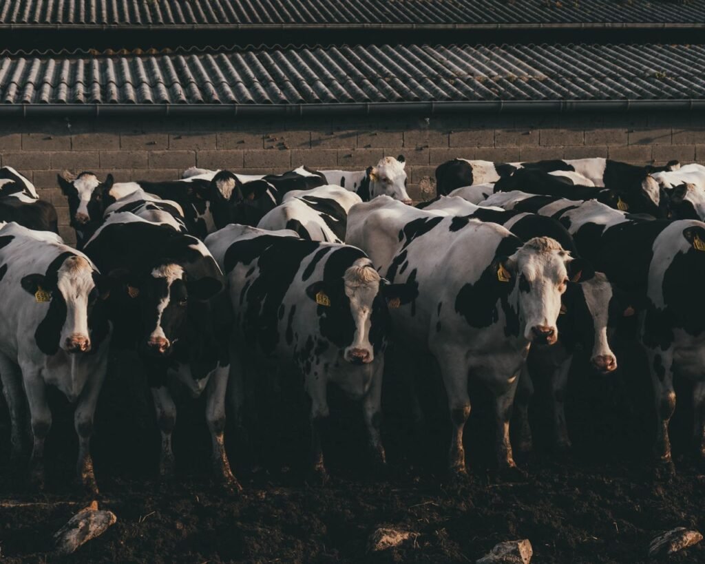 Group of Holstein cows standing closely in a rural farm environment with rustic backdrop.